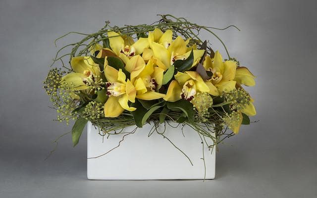 Real Florist. Real Flowers. Melbourne Online Delivery. Same Day | Cymbidium Orchid Sensation