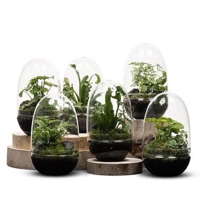 Egg Terrarium